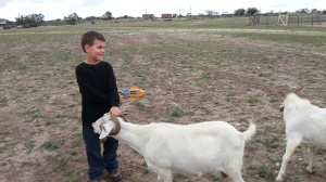 big feeding goat 11.10.13
